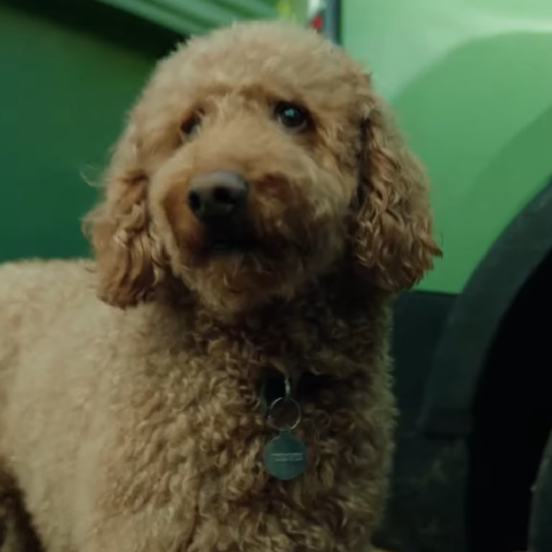 2026_TourneoCourier_DogWalking_Square - 1