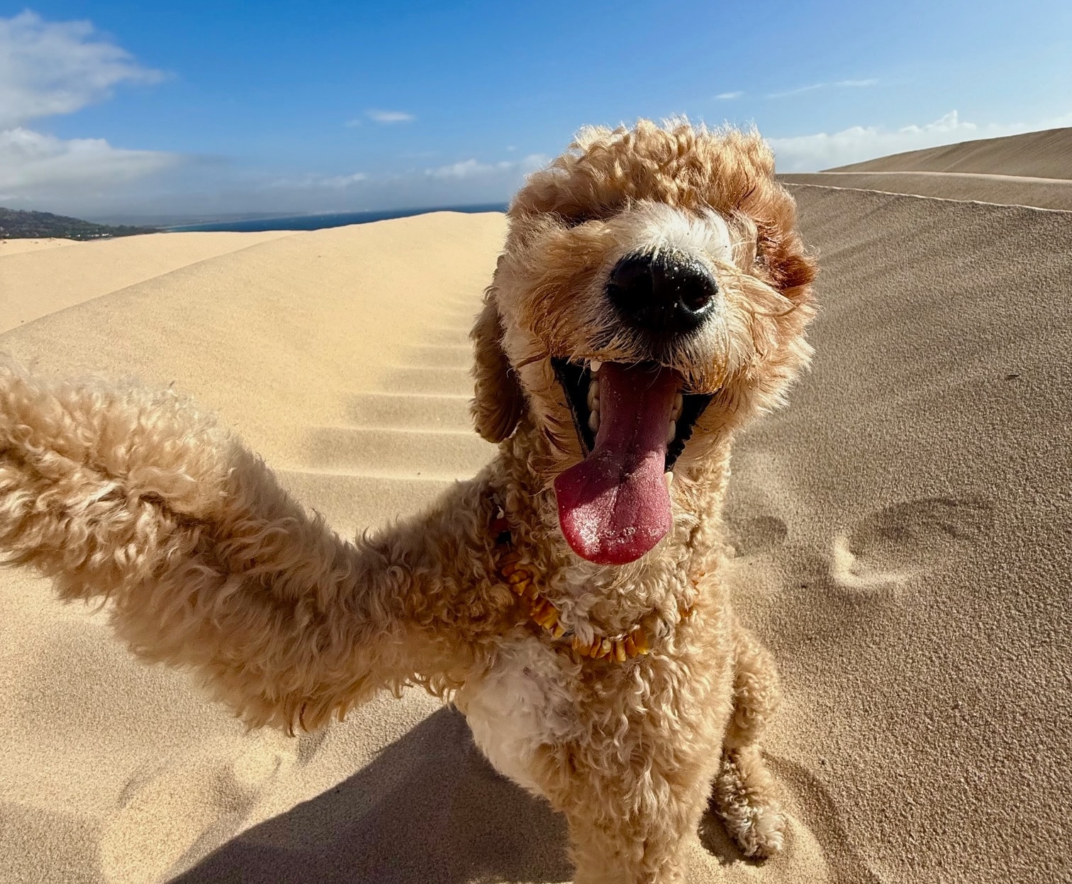 Proof that the best adventures lead to sandy paws: Nova exploring the dunes near Malaga, Spain.