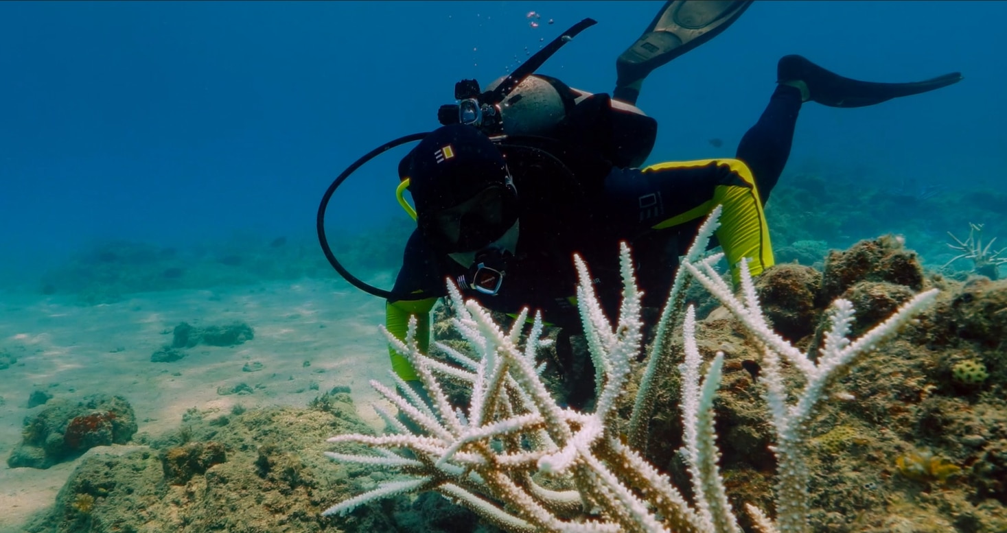 My Mission to Save the Great Barrier Reef