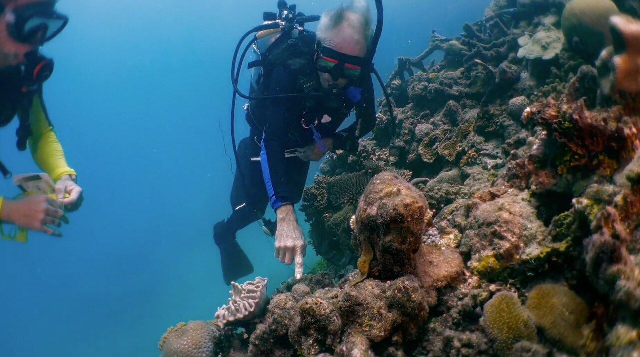 My Mission to Save the Great Barrier Reef