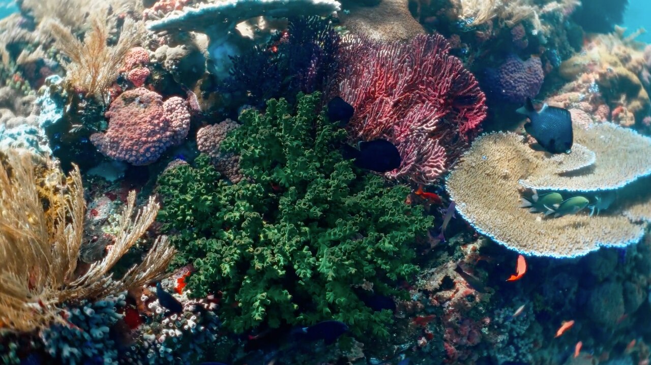 My Mission to Save the Great Barrier Reef