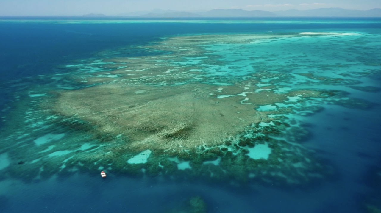 My Mission to Save the Great Barrier Reef