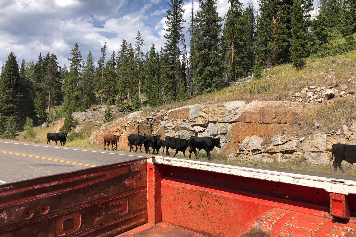 Taken out the back of a truck, the back corner of the truck bed can be seen passing cattle on the side of the road in a forested area.