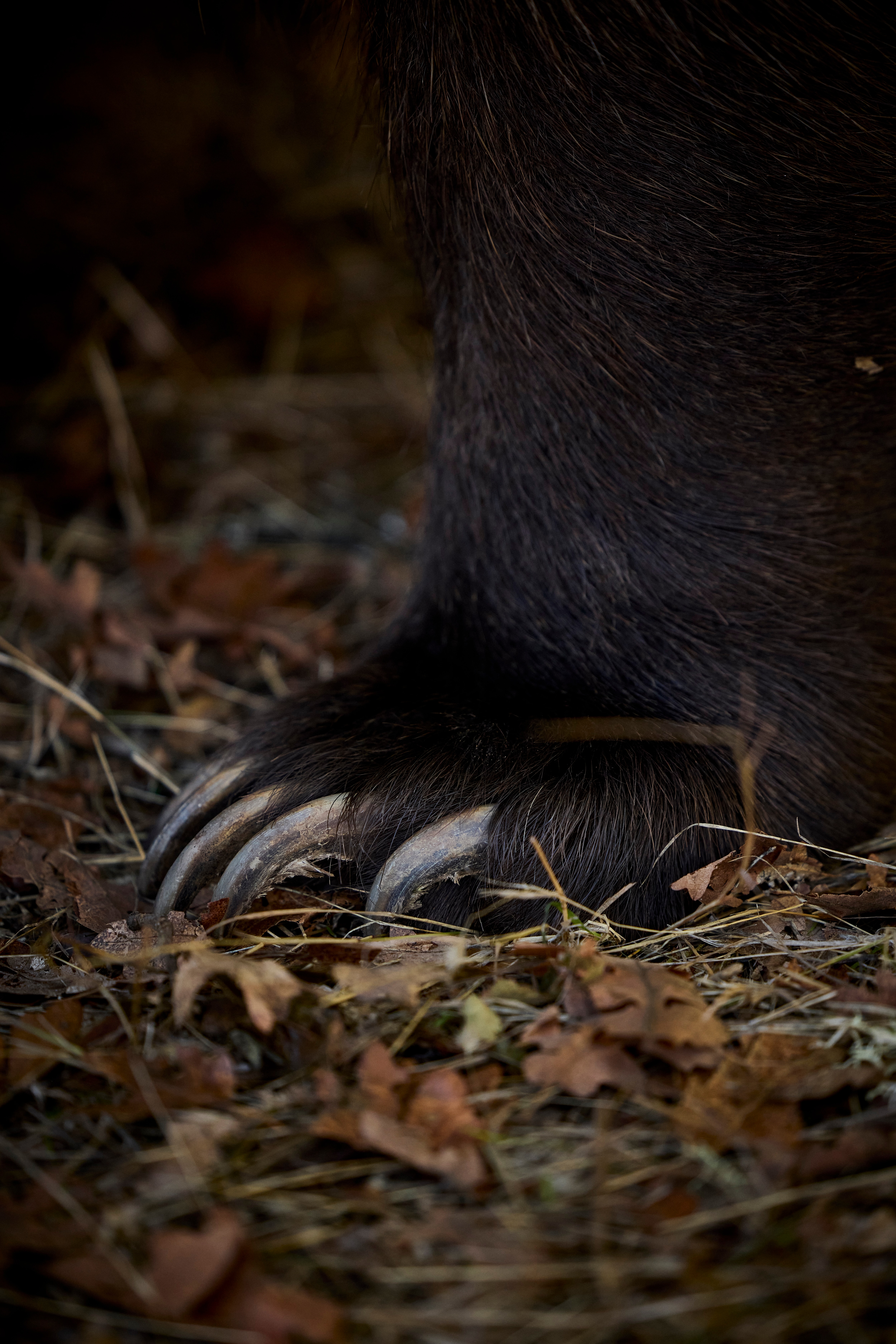 Tag, a 1,000-pound Kodiak bear actor, was instructed to shake, scratch, and bash the F-150 truck.