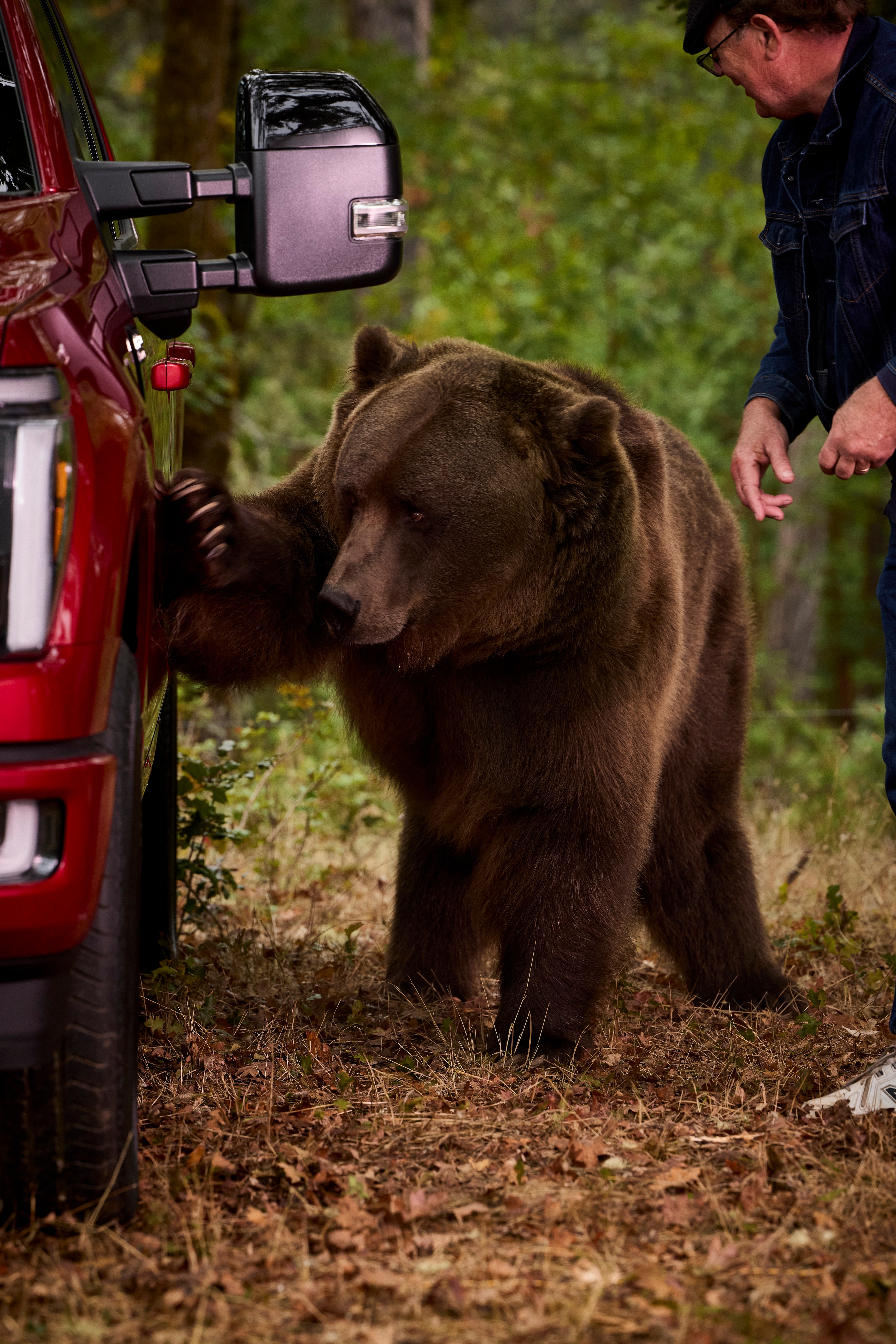 Tag, a 1,000-pound Kodiak bear actor, was instructed to shake, scratch, and bash the F-150 truck.