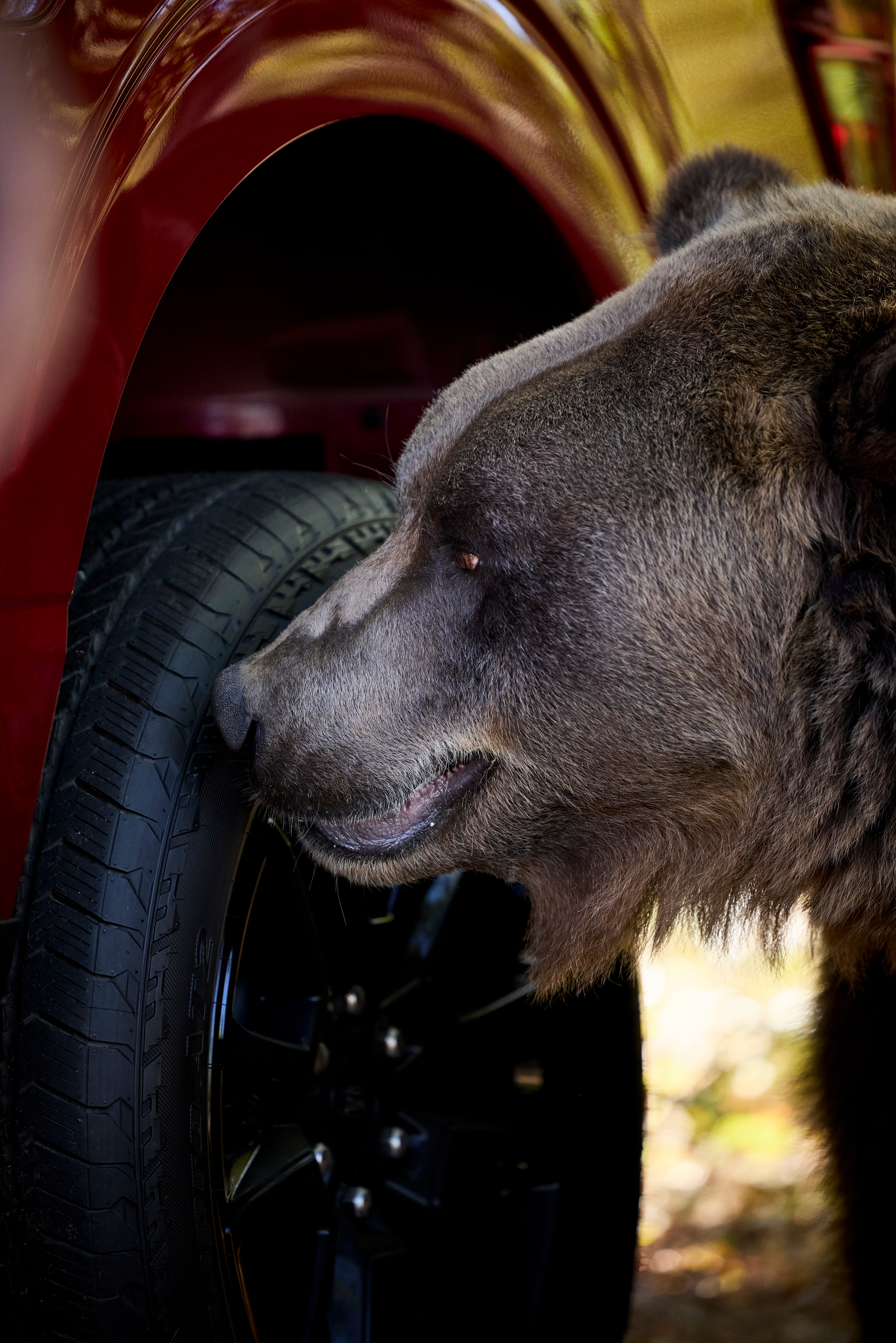 The Ford Security Package Faced the Ultimate Test: An 800-Pound Bear