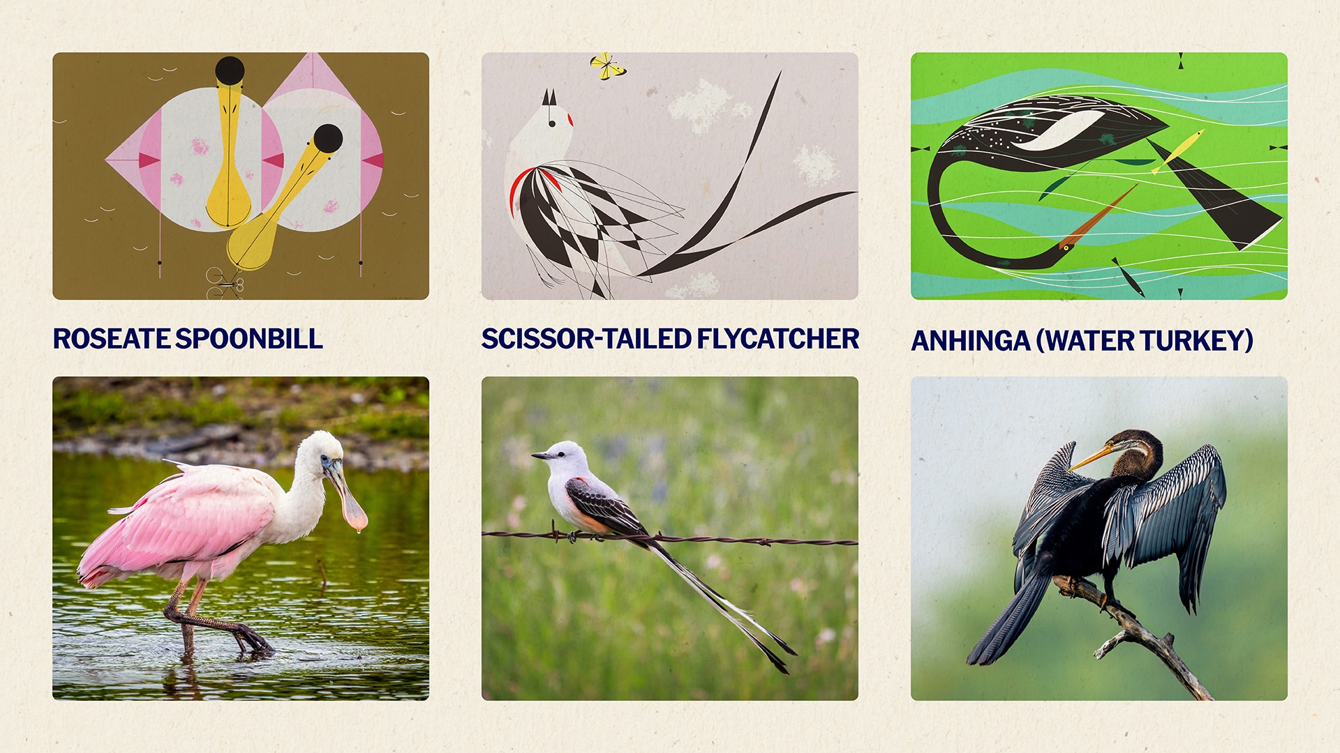 The water turkey and the roseate spoonbill were among the "Ten Southern Birds" Harper created for the November 1958 issue of the Ford Times. The scissor-tailed flycatcher appeared the following year as part of his "Ten Western Birds." 