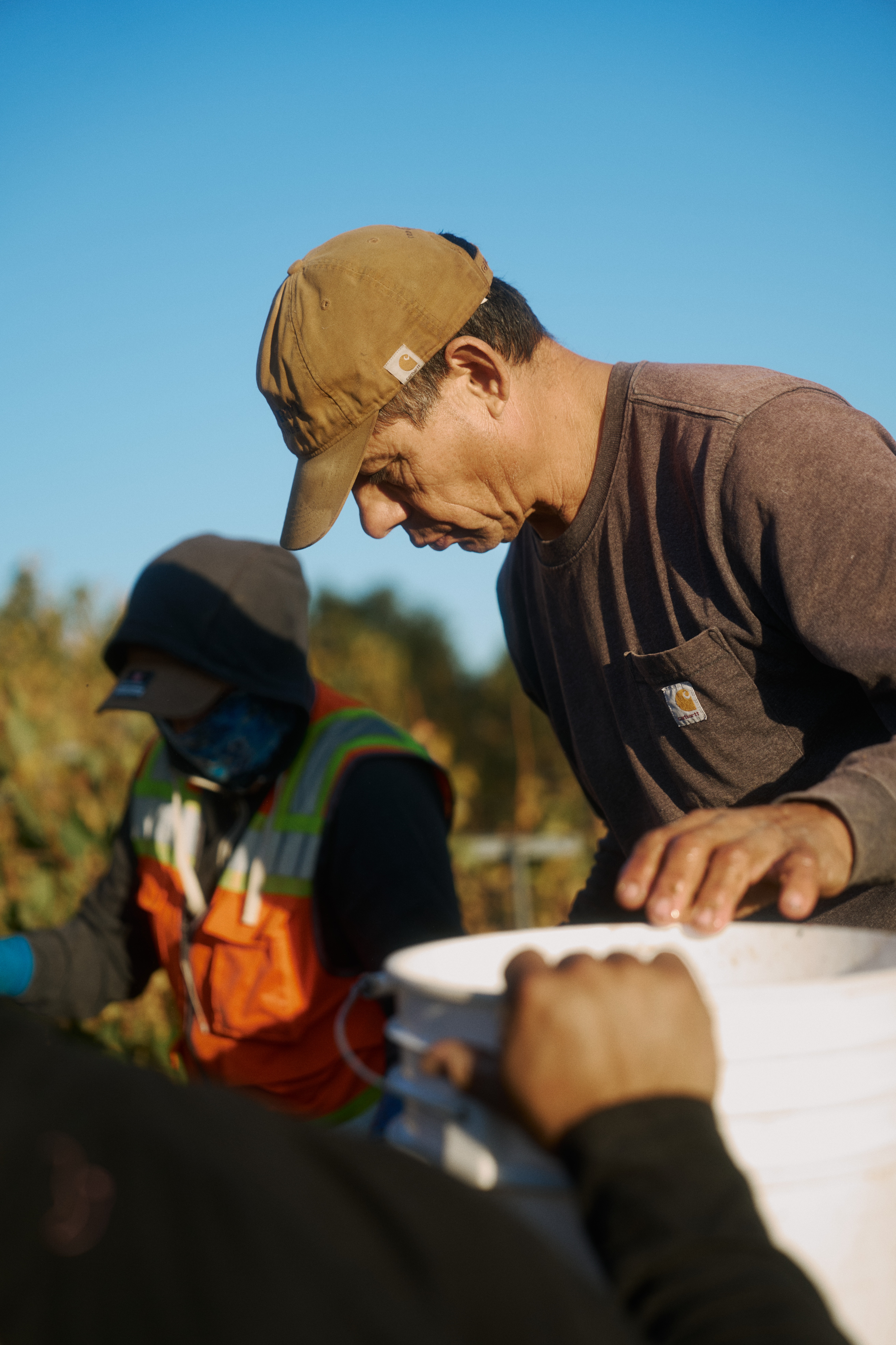 Inside the Harvest at Carhartt Family Wines with the New Super Duty Carhartt Truck