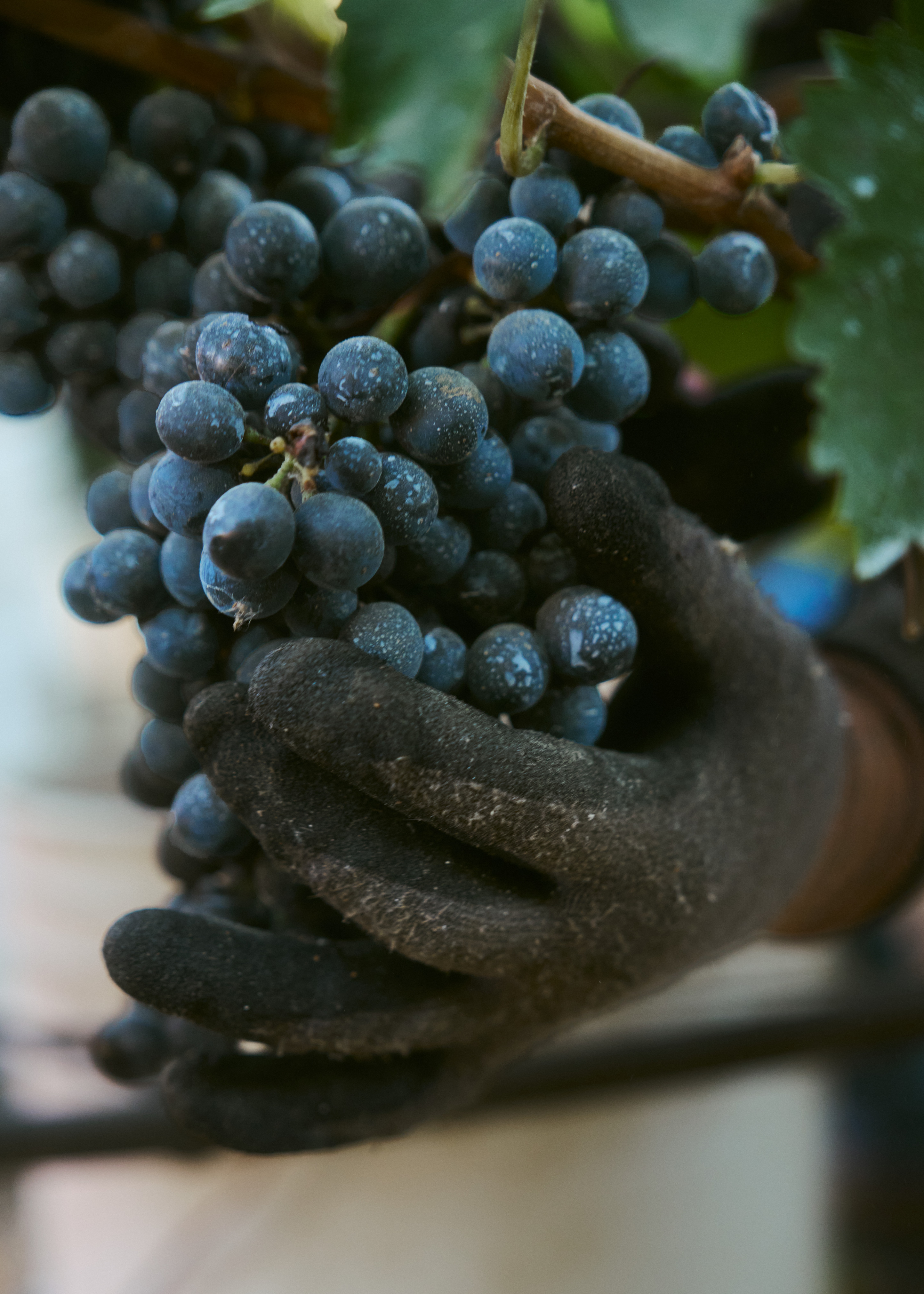 Inside the Harvest at Carhartt Family Wines with the New Super Duty Carhartt Truck