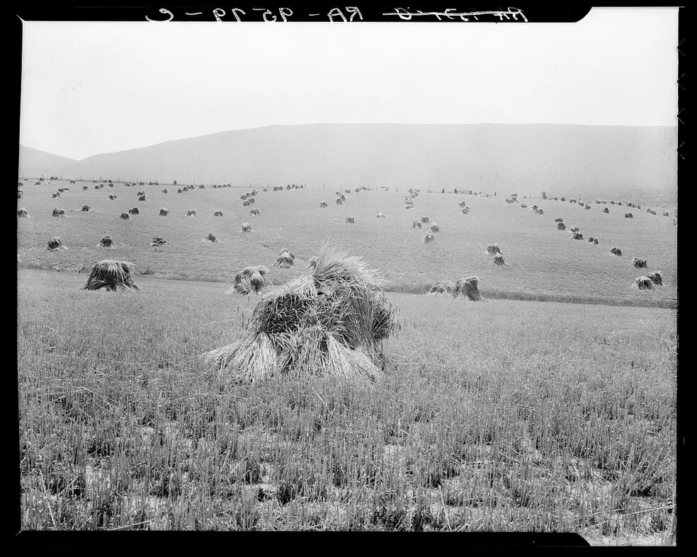 Dorothea Lange, photographer, 1936, near Sperryville, Virginia.