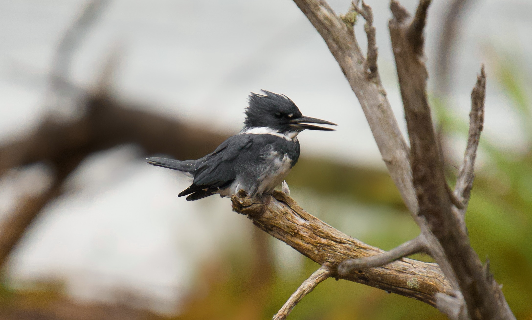 Belted kingfishers often perch on branches over the water before diving for fish.