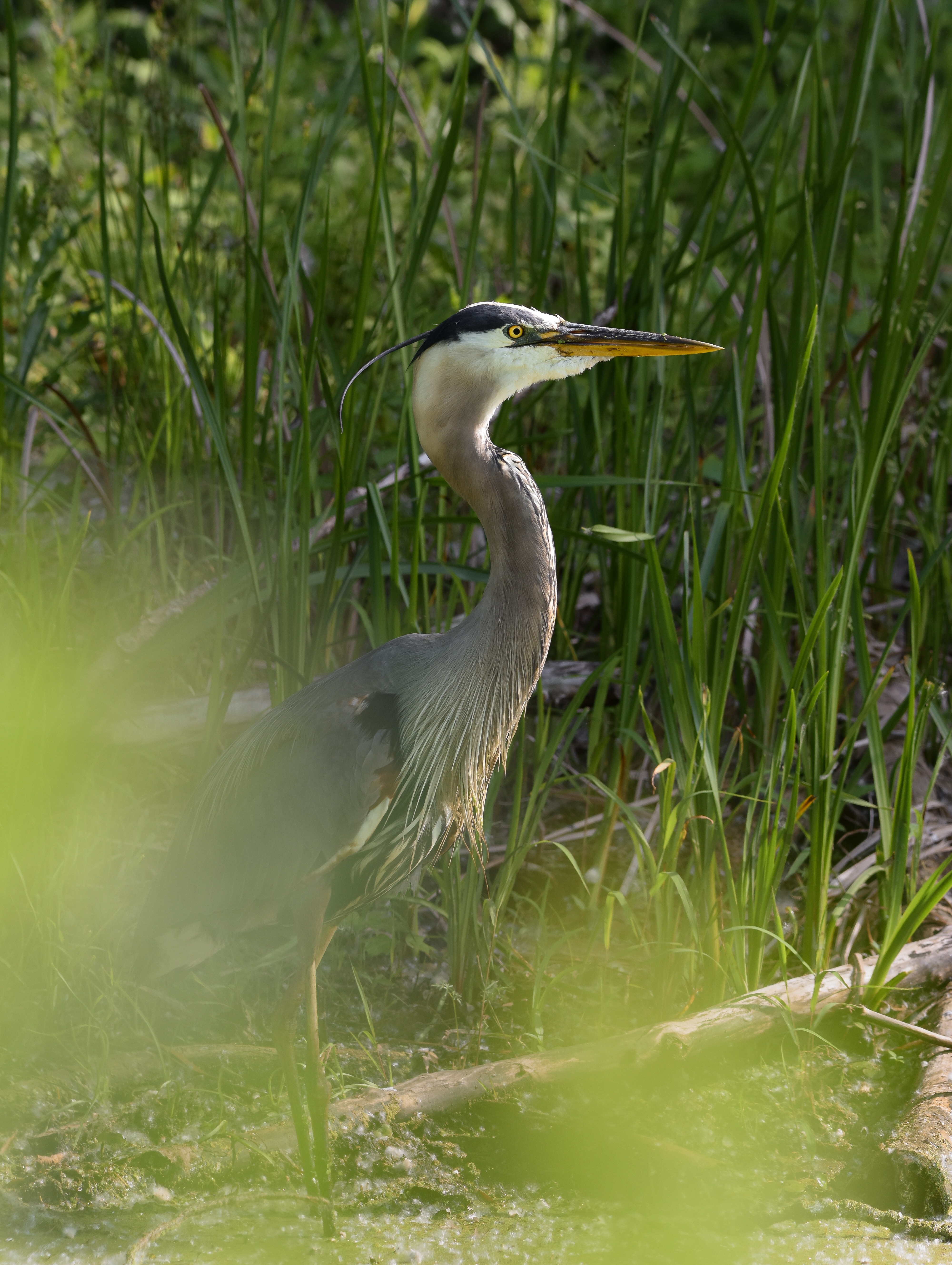 Great blue herons are among the visitors at the refuge. 
