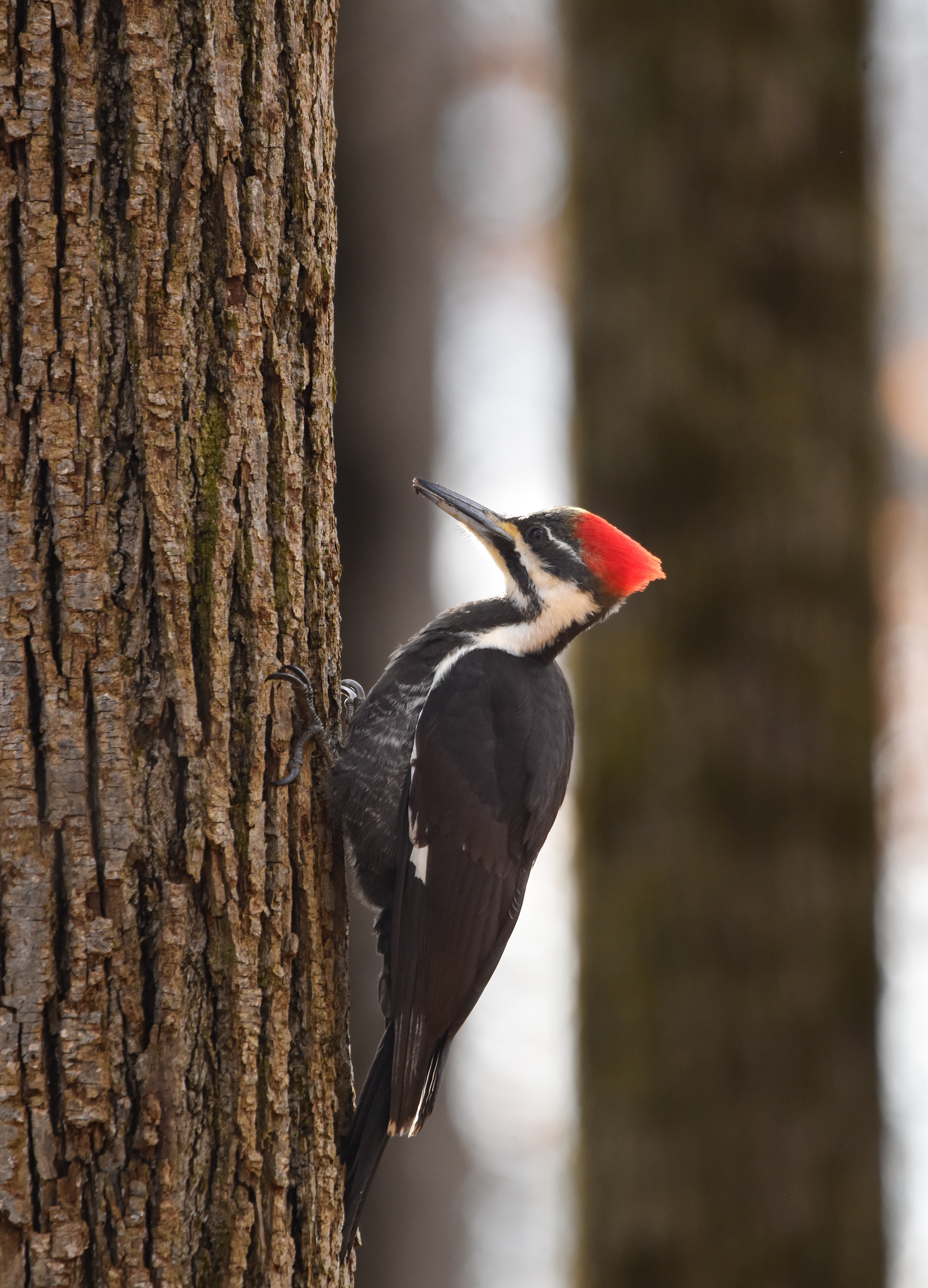 Pileated woodpeckers are more often heard than seen at the Michigan refuge.