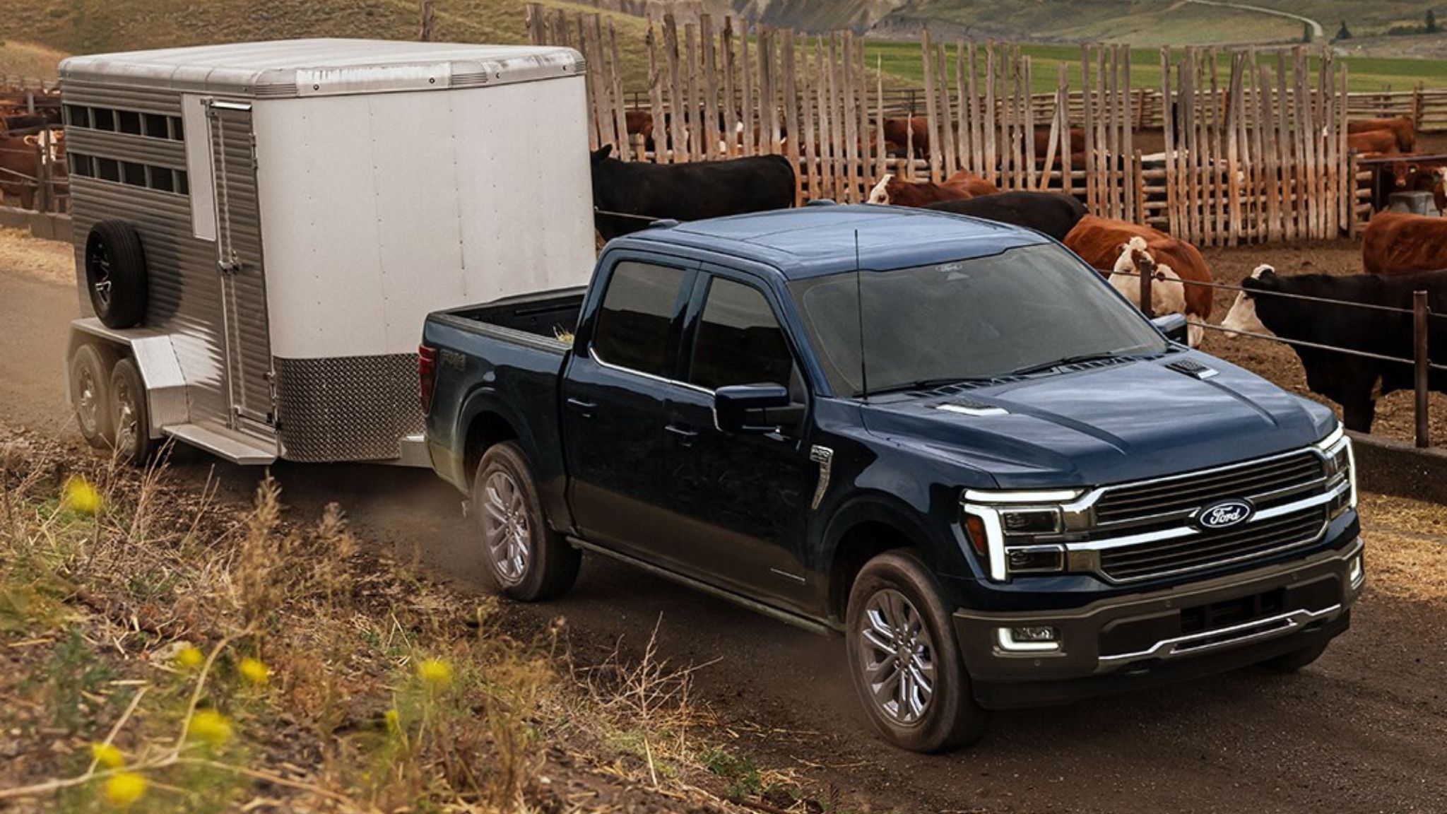 A blue Ford truck hauls a trailer near cattle.