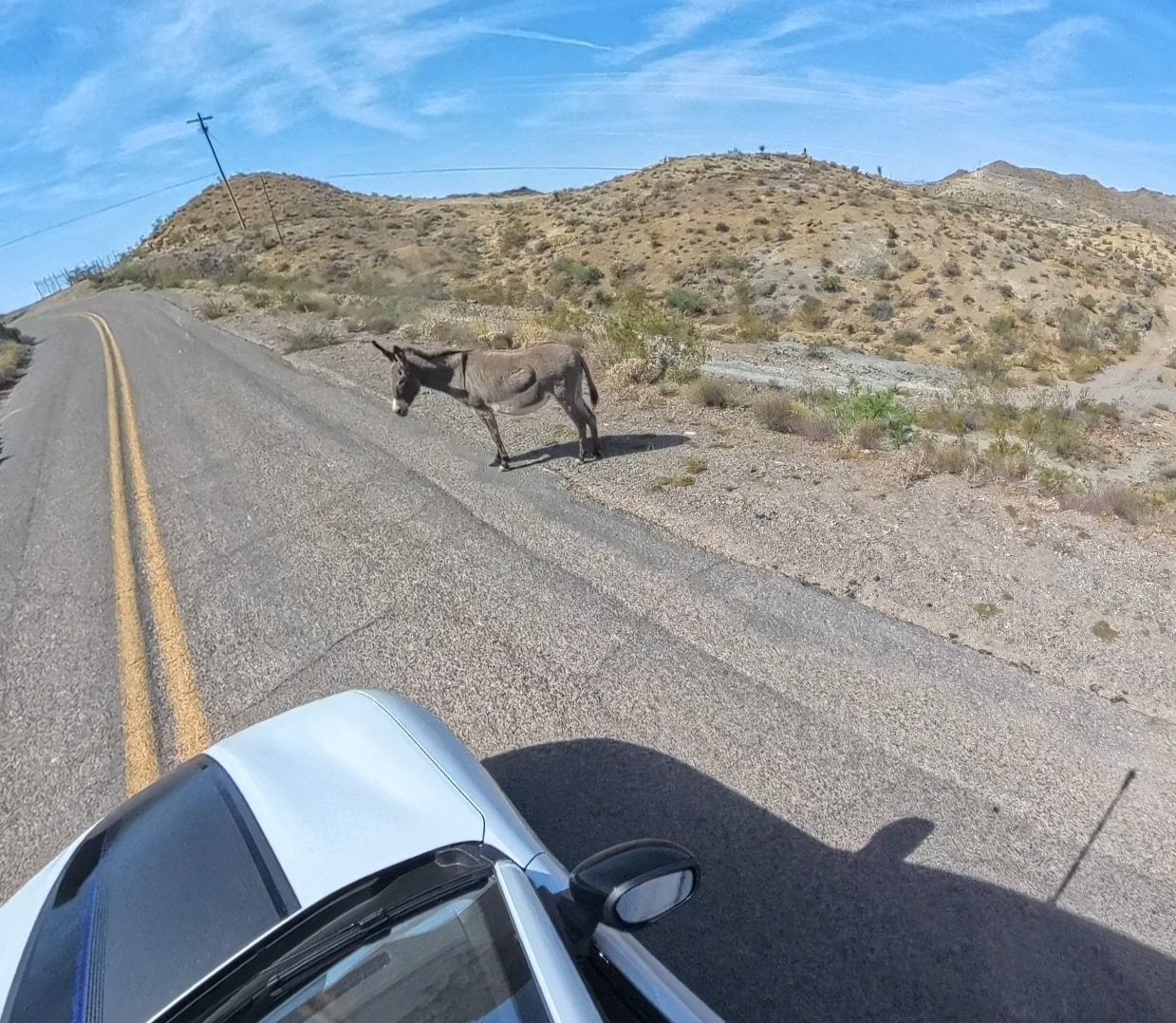 Roadside free-roaming donkeys along the Arizona Sidewinder, a curvy section of the route through the Black Mountains. 