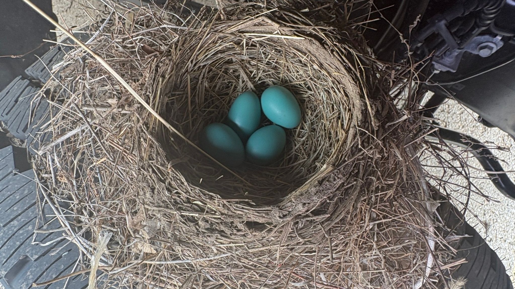 Olathe Ford Lincoln recently proved why they are customer experience leaders by putting a robin’s nest ahead of a vehicle delivery. Photo credit: Olathe Ford Lincoln.