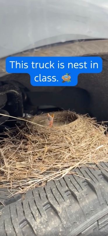 Thistruck is nest in class. 🪺 (370 x 806 px) - 1