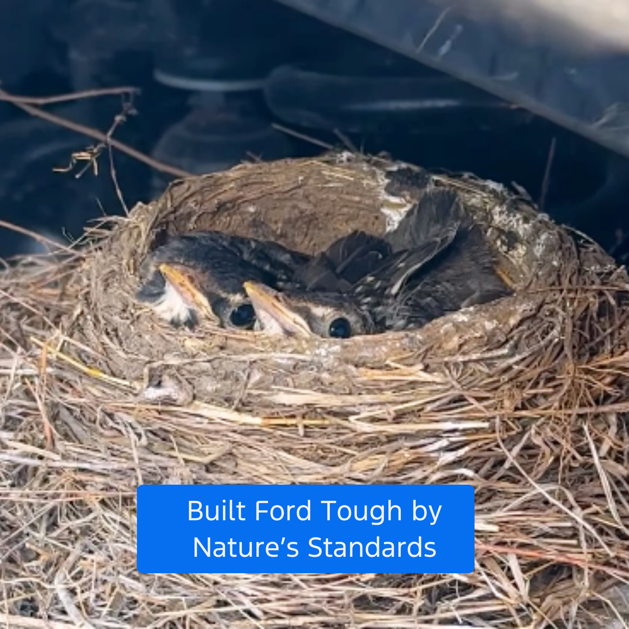 fordtrucks_robin_thumbnail - 1